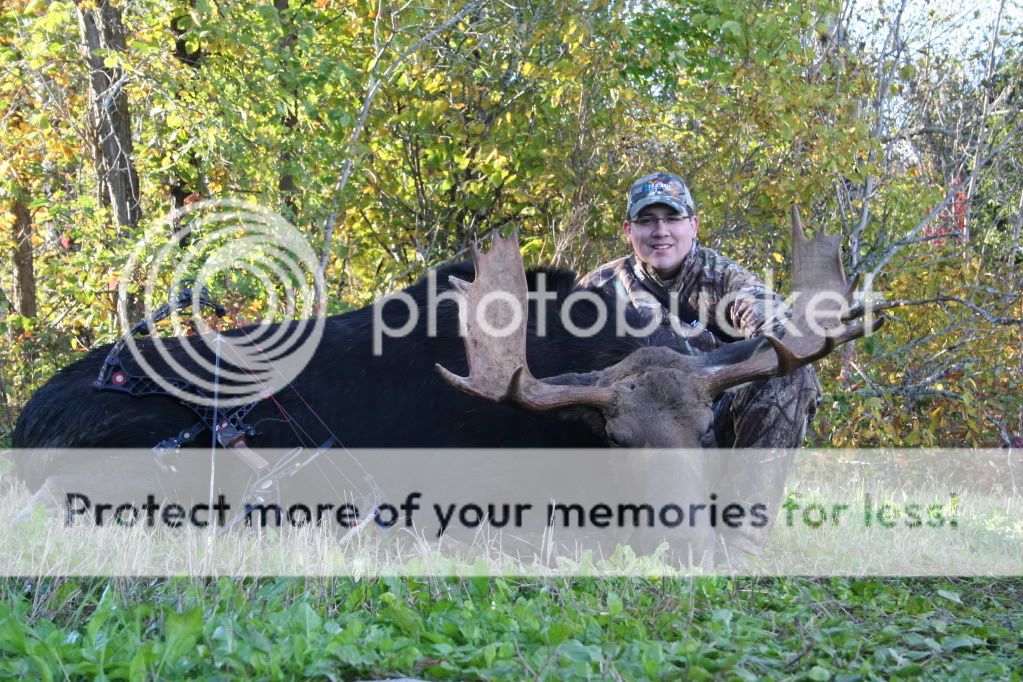 2010 Maine Archery Moose!!! Archery Talk Forum