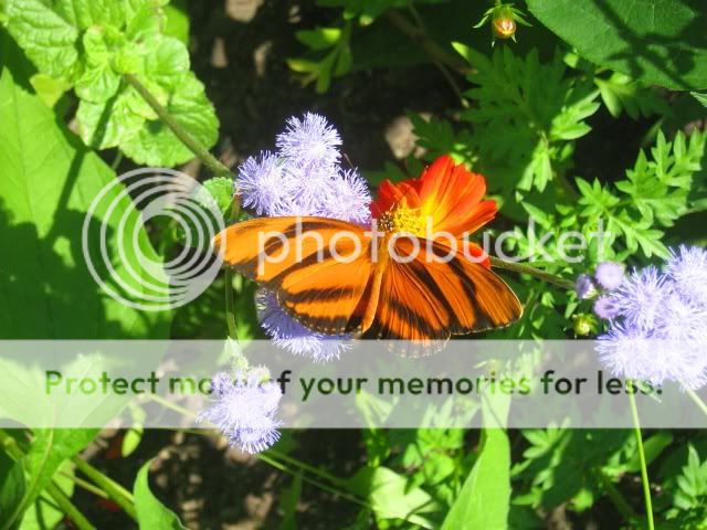 Kelebek Resimleri (2. Katalog)