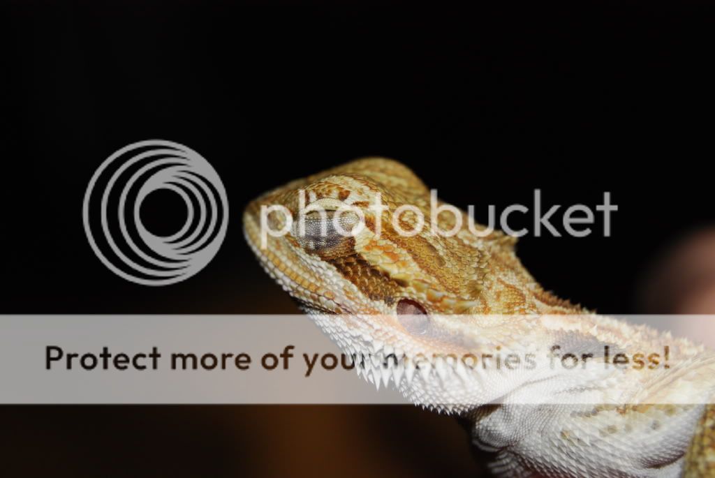Left eye sealed shut? *Updated* Pictures • Bearded Dragon . org