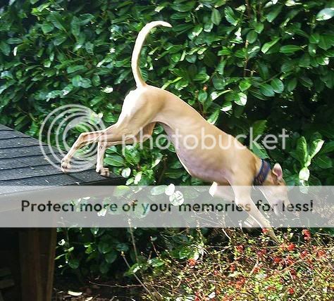 Forum Image: http://i439.photobucket.com/albums/qq120/Akaoni21/Dog.jpg