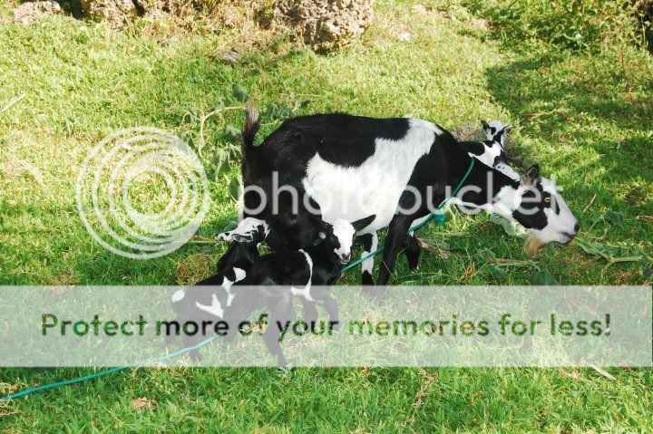 Forum Image: http://i439.photobucket.com/albums/qq120/Kaoruu-Chan/30848_1481765490389_1421372161_31279769_143441_n.jpg