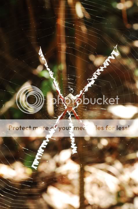 Forum Image: http://i439.photobucket.com/albums/qq120/Kaoruu-Chan/30848_1481765970401_1421372161_31279777_1600090_n.jpg