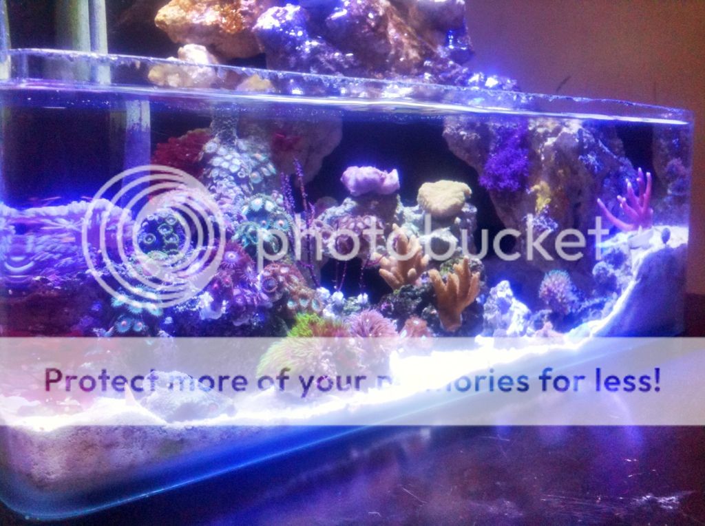 "The LagoonAn Artistic Impression" Page 4 Pico Reefs NanoReef