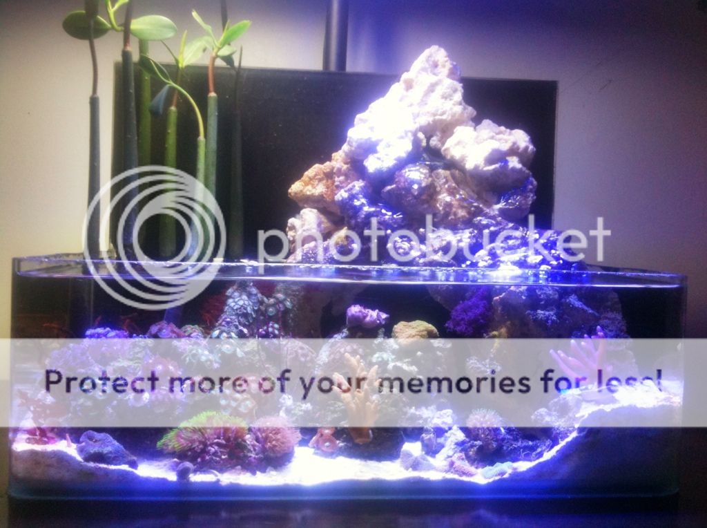 "The LagoonAn Artistic Impression" Page 4 Pico Reefs NanoReef