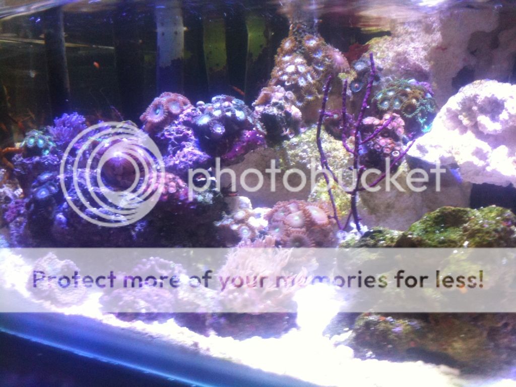 Posted Image