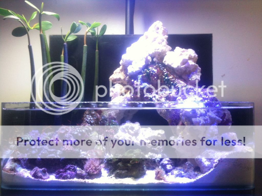 Posted Image